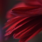 red flower