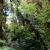 a forest of trees