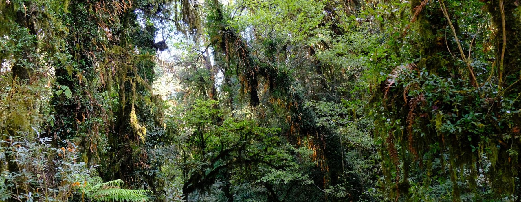 a forest of trees